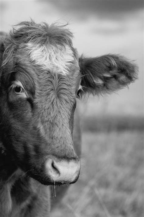 Black & White Portrait of a Cow | Copyright-free photo (by M. Vorel ...