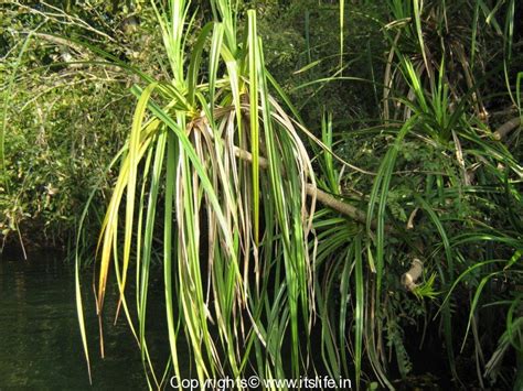 Kewda Tree | Pandanus odorifer | Kedage | Tale Hoovu | Ketaki