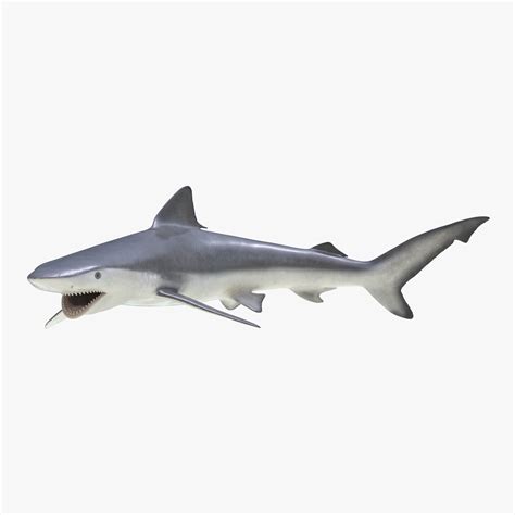 Bignose Shark Pose 2 3d模型 3d模型 79 3ds C4d Fbx Ma Obj Max Free3d