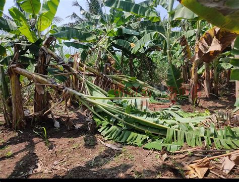 Banana Trees Damaged By Heavy Air சுழல் காற்றால் வாழை மரங்கள் சேதம்