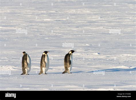 Emperor penguins antarctica hi-res stock photography and images - Alamy