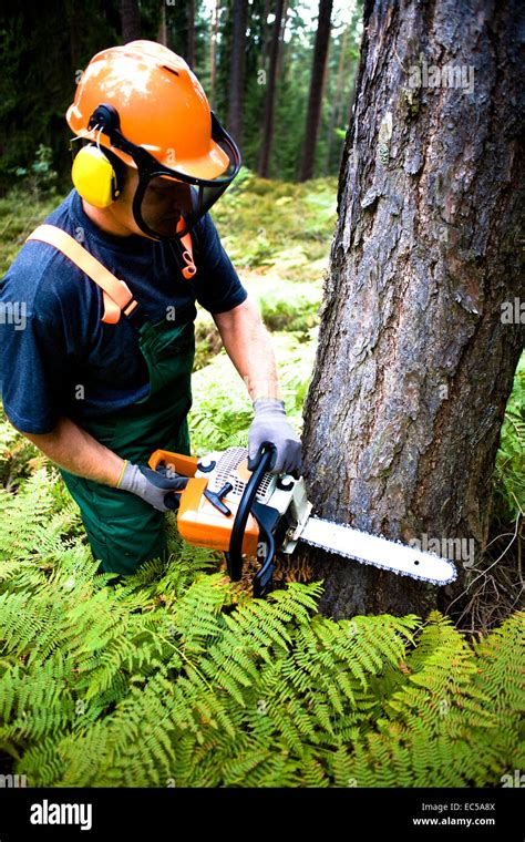 a woodcutter at work in the forest Stock Photo - Alamy