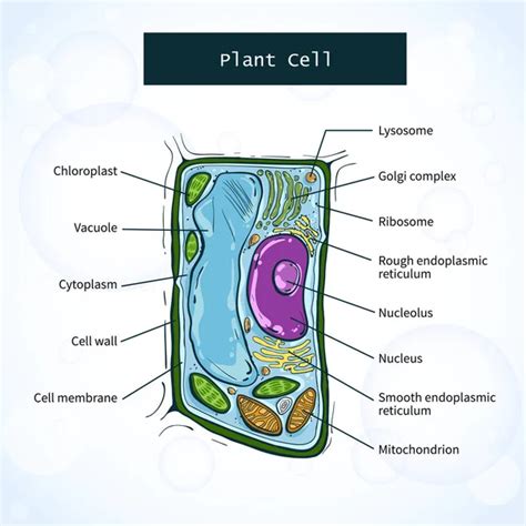 Vector Illustration Of Plant Cell Structure Anatomy Of Cell Stock Images