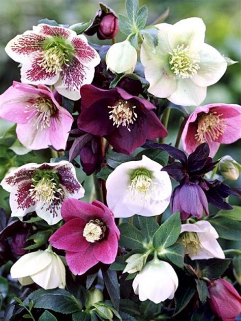 Nieswurz Lenzrose Helleborus Orientalis Hybriden Winter Plants