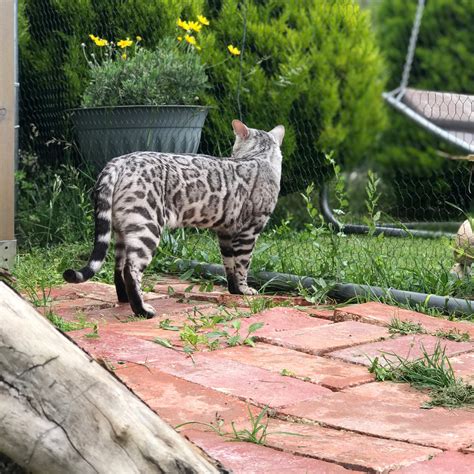 Bengal Best - Bengal Kittens Breed with Love, Delivered Personally