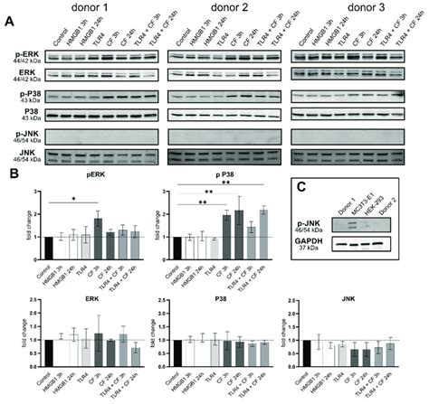 Compressive Forces Upregulate Perk And P P38 In Primary Hpdl Cells A