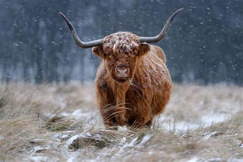 Snowy Highland cow - Wallpaper