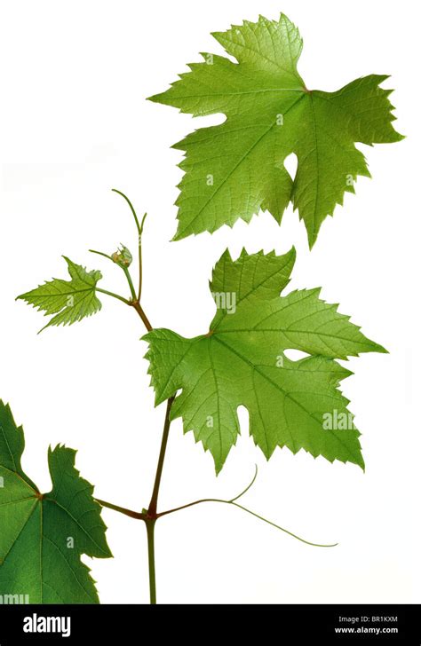 Vitis vinifera leaves hi-res stock photography and images - Alamy