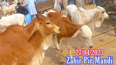 First Visit Of Zahir Pir Cow Mandi After Eid Ul Fitr Youtube