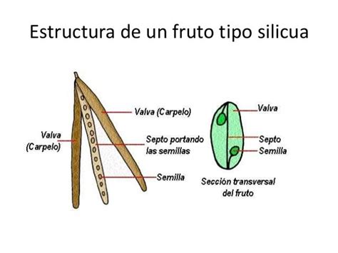 MorfologÍa Del Fruto