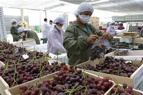 Agroexportaciones No Tradicionales Crecieron En Febrero