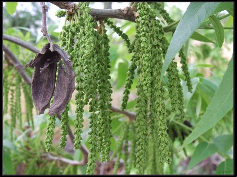 Pecan Plants Of Overton Park S Old Forest Memphis TN INaturalist