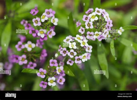 Sweet Alyssum Royal Carpet Lobularia Maritima Flowers Stock Photo