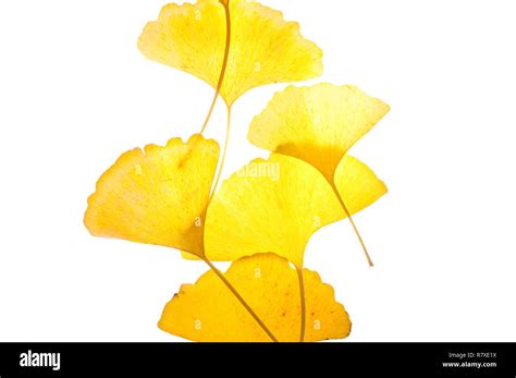 Ginkgo Biloba Leaves Stock Photo - Alamy