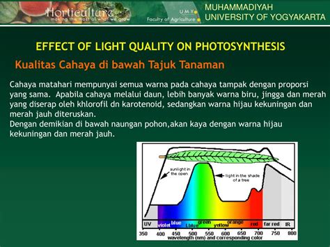 PPT - FAKTOR-FAKTOR YG MEMPENGARUHI FOTOSINTESIS PowerPoint ...