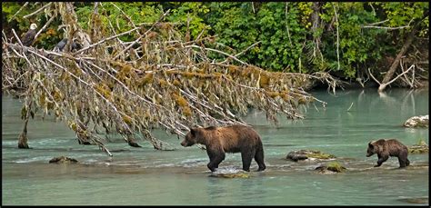 Haines, Alaska - Do It Yourself Nature Travel