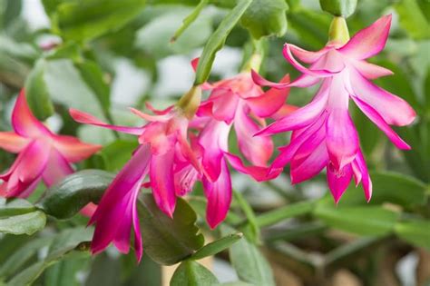 Christmas Cactus Root Rot Causes And Fix