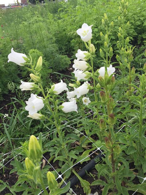 Canterbury Bells Bloom Plants Garden