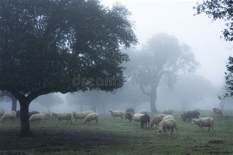 Rebanho De Ovelhas Num Belo Prado Montanhoso Imagem De Stock Imagem