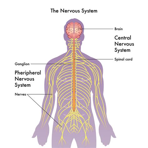 Central Nervous System Cns Structure And Main Functions