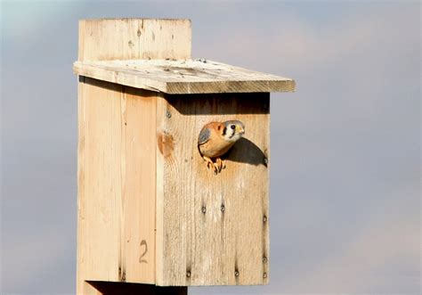 American Kestrel Vibrant Plumage And Expert Hunting Skills