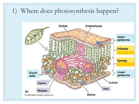 Date December 9 2016 Aim 31 How Are Plants Adapted To Perform