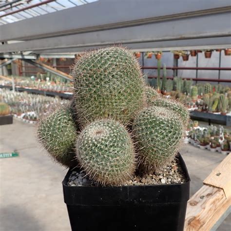 Mammillaria Varieaculeata Uhlig Kakteen More Than 5000 Different