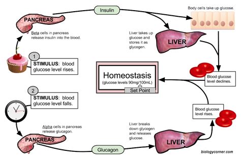 Definition Of Metabolic Homeostasis