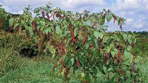 Horse Pasture Poisonous Weed-Control - Exmark's Backyard Life