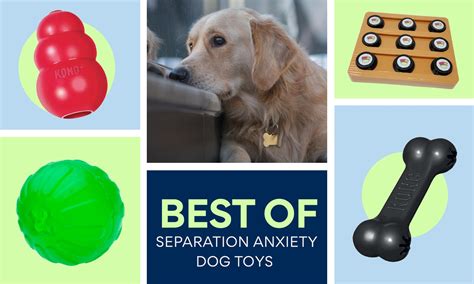 Best Separation Anxiety Dog Toys According To Pet Parents Like You