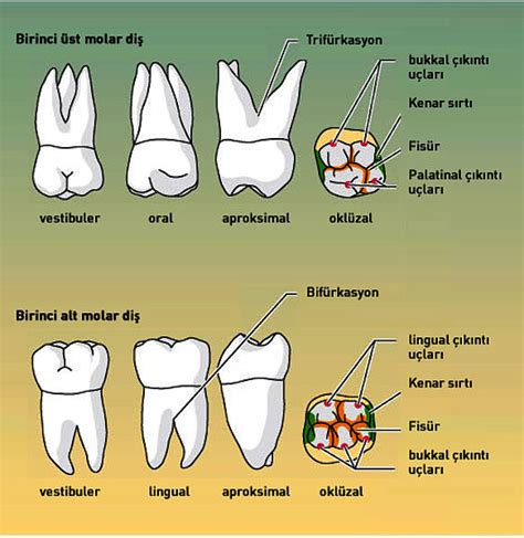 Üst ve alt molar di ler