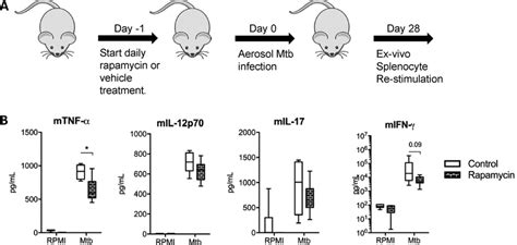 In Vivo Effects Of MTOR Inhibition A B C57 BL6 Mice Were Treated