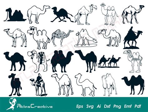 Camel Svg 24 Bundle Desert Animal Svg Camel Silhouette Wild Animal