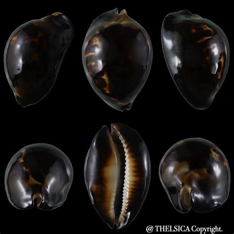 Zoila Thersites Thersites Dwarf Black 6023 Mm Gem Thelsica