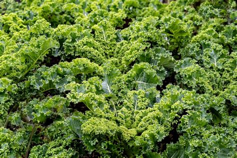 Gr Nkohl Brassica Oleracea Var Sabellica Ratgeber Haus Garten