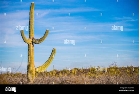 Cactus en el desierto de Sonora Mexico y los alrededores de la ...