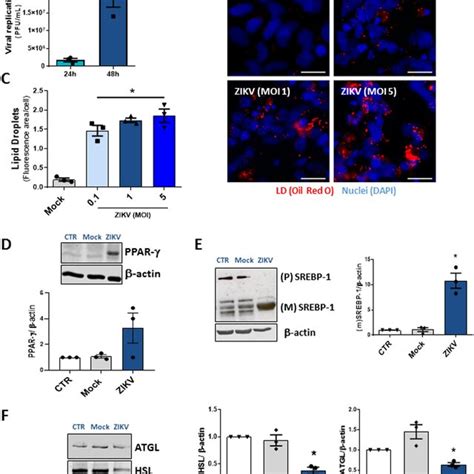 Zikv Infection Modulates Lipid Metabolism In Human Neural Stem Cells A