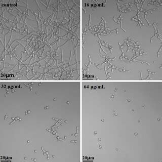 DL Induced Damages To The Cell Membrane Of C Albicans A C Albicans