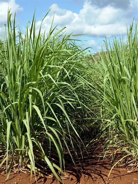 Plantation Size Sweet Florida Green Sugarcane Plant – Sweetcanes.com