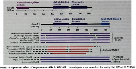 Muts Dna Mismatch Binding Protein Semantic Scholar