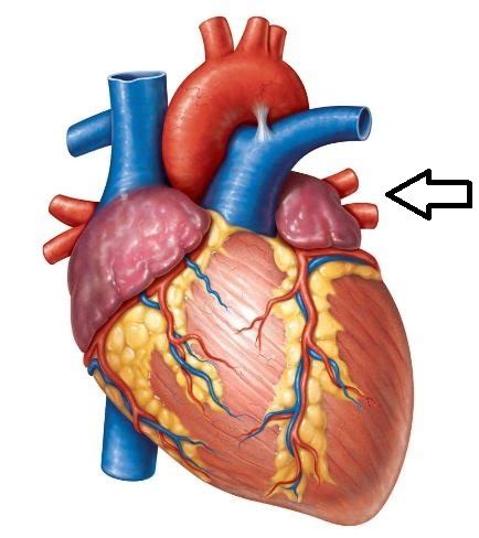 Heart Lab Flashcards Quizlet