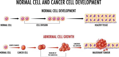 Diagram showing normal and cancer cell 19849999 Vector Art at Vecteezy