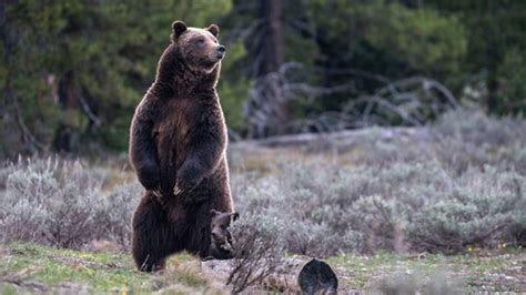 Grizzly Bear 399 Spotted In Grand Teton Kifi