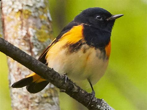 Introduction to Michigan Birds - Green Nature