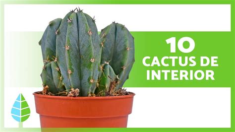 Cactus Para Interiores De Casa Nombres Y Cuidados Youtube