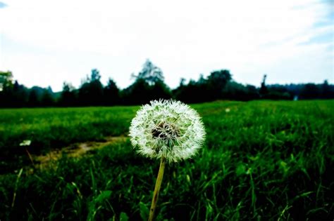 Sunlight Flowers Nature Grass Sky Field Green Dandelion Tree