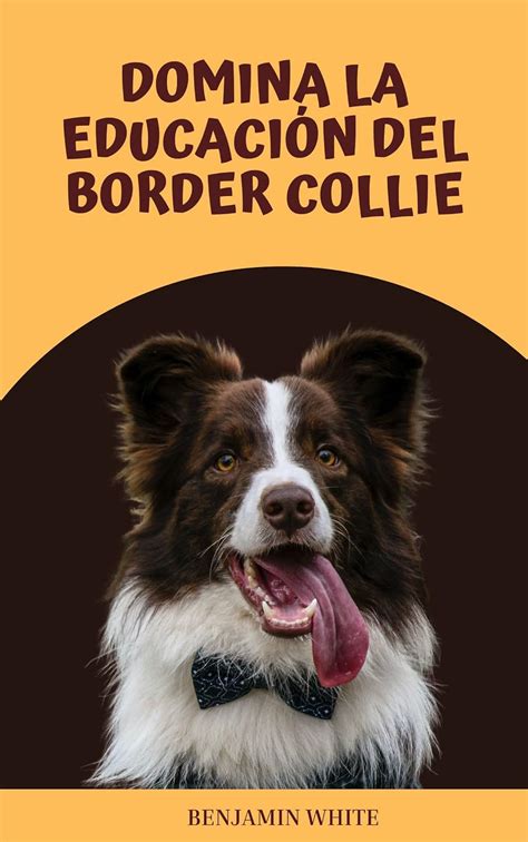 Domina la educación del Border Collie Sumérgete en el mundo de la