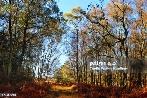 770 Ashdown Forest Stock Photos, High-Res Pictures, and Images - Getty ...