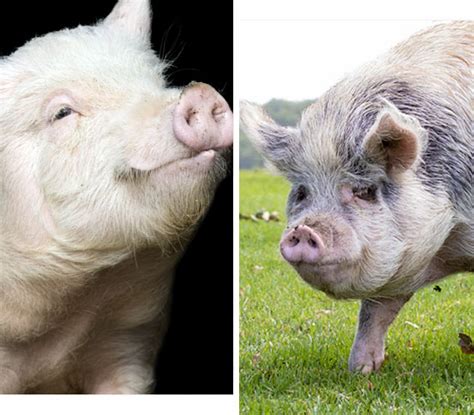Pigs | Where Pigs Fly Farm Sanctuary
