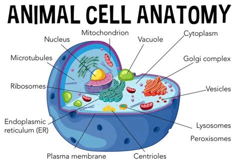 Lysosomes In Animal Cell